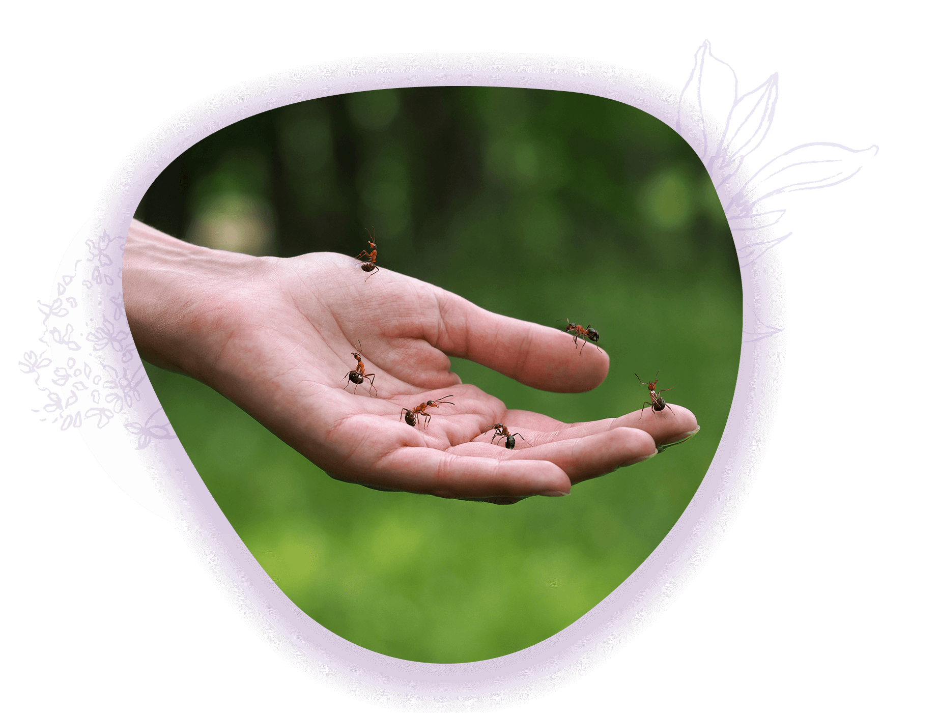 Amaisen auf der Hand