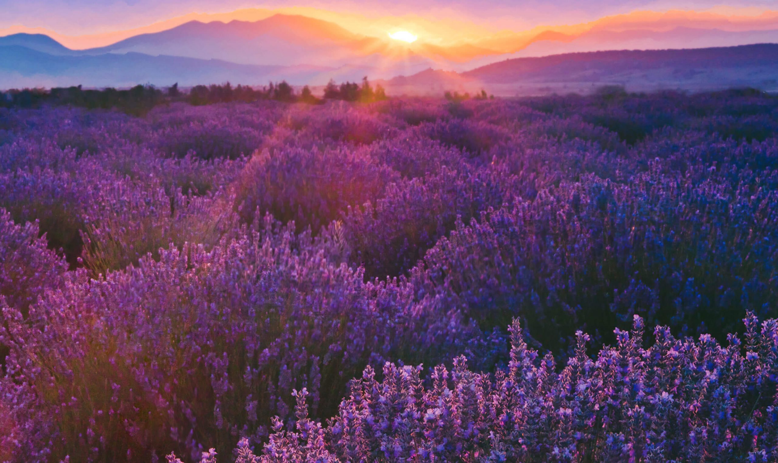 Feld mit Heilpflanzen